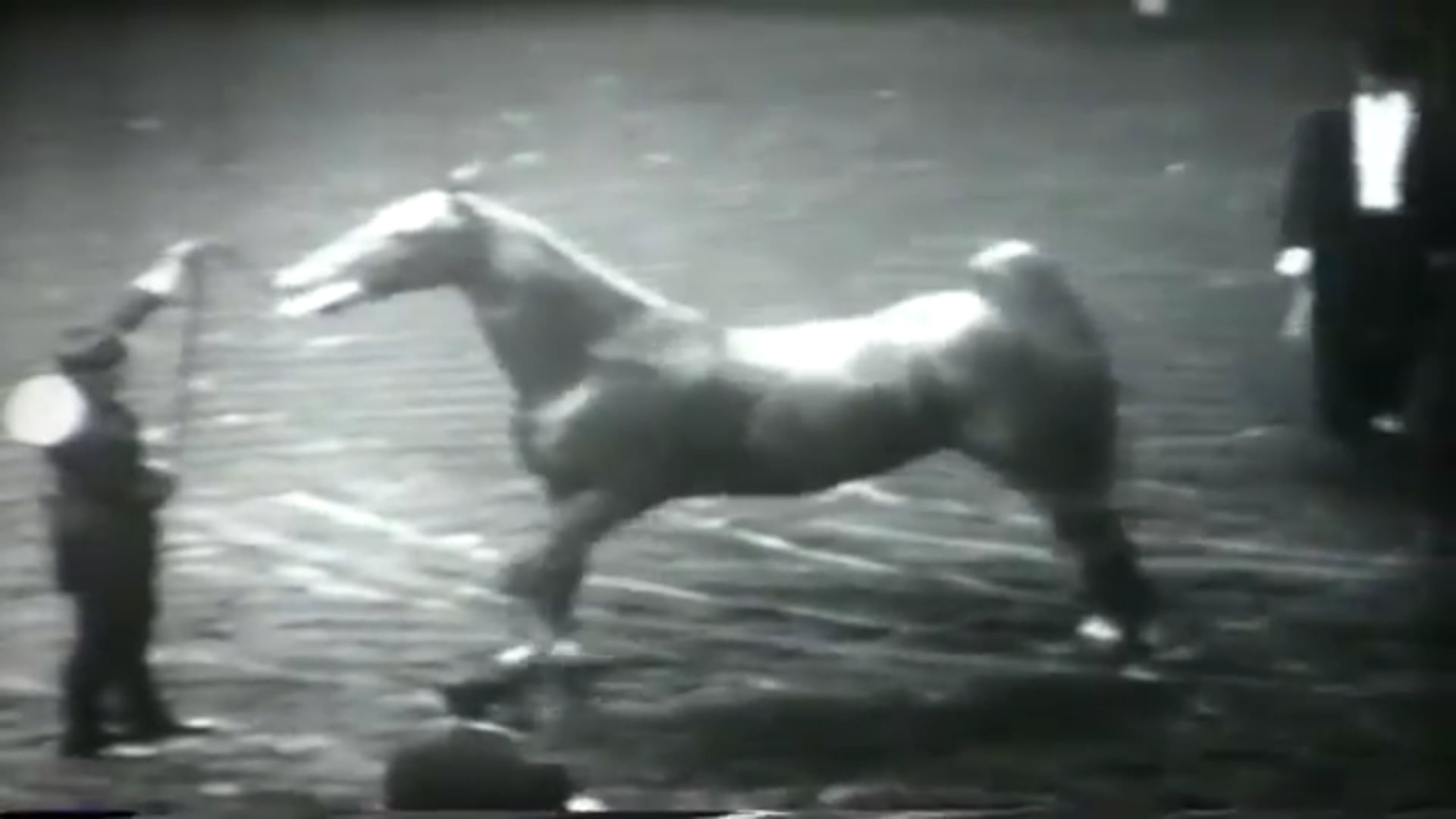 International Horse Show 1965 Madison Square Gardens 3 5 Gaited Classes