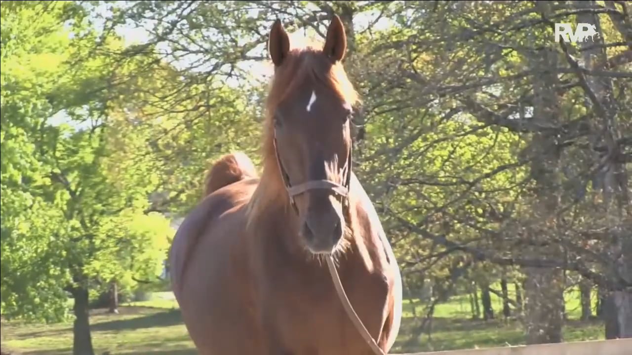 ALCB16- Wednesday Evening