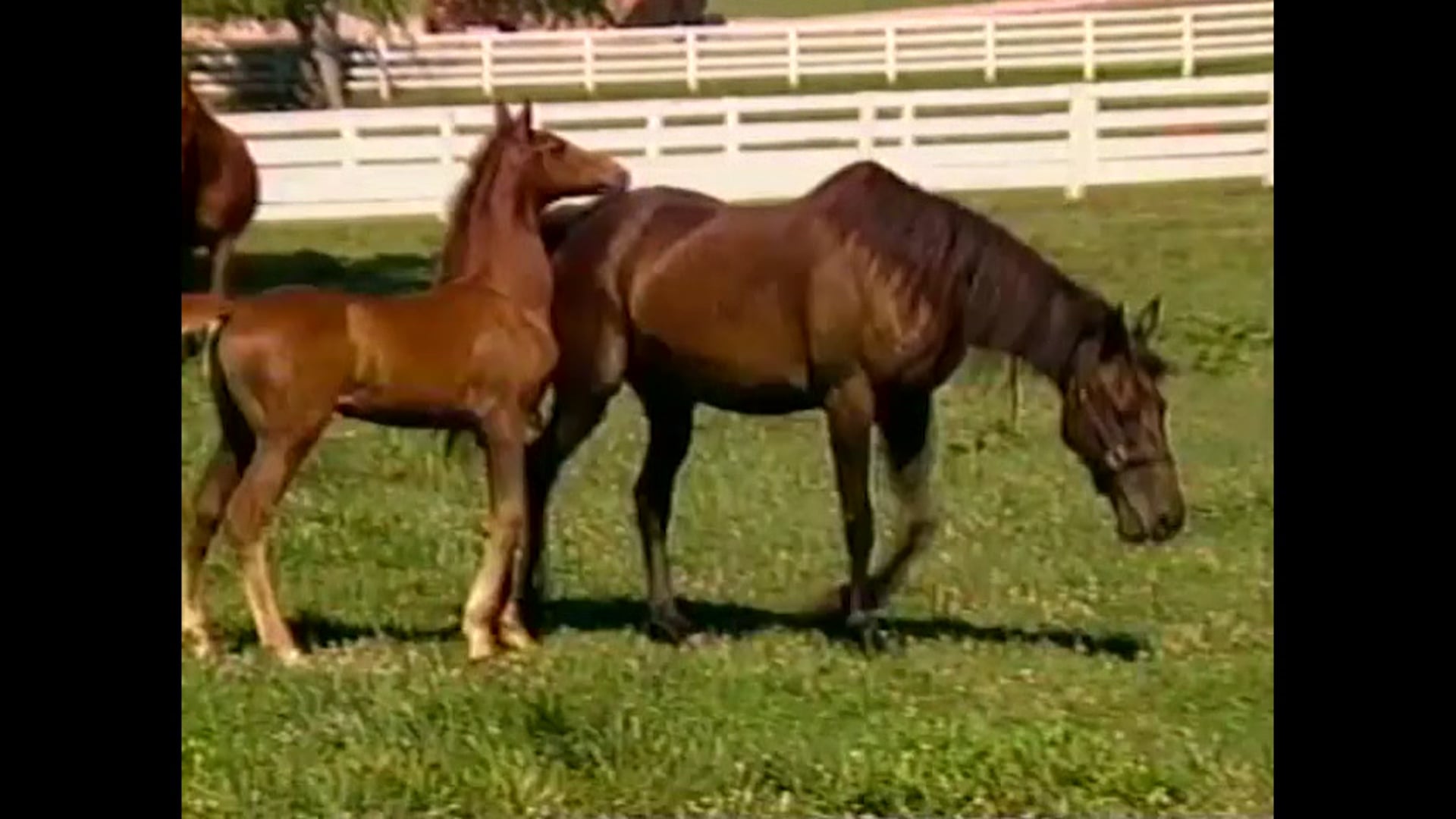 KET KY Life - Edward R. Bennett and the American Saddlebred