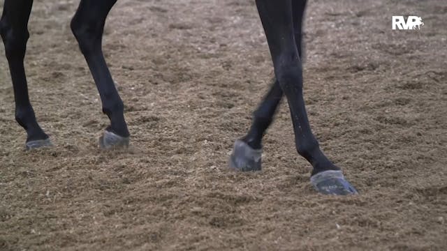 MGN19 - Class 512 - GN Dressage First...