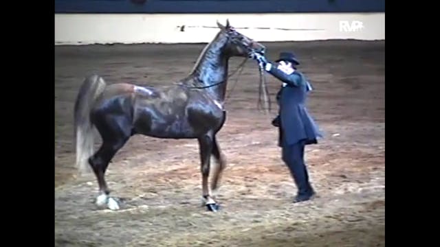 1994 All American Horse Show - Three ...