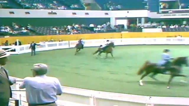 1987 WCHS Class 90 5 Gaited Junior Ex...