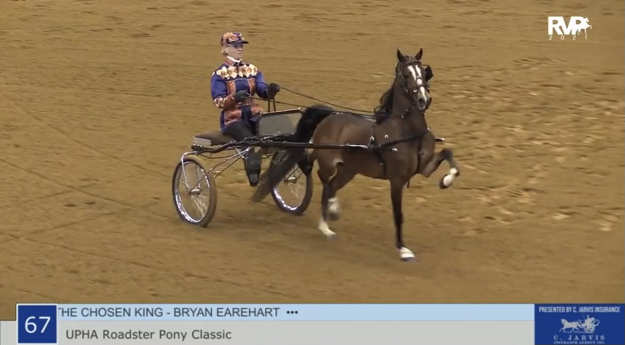 BB21 - Class 67 - UPHA Hackney Roadster Pony Classic