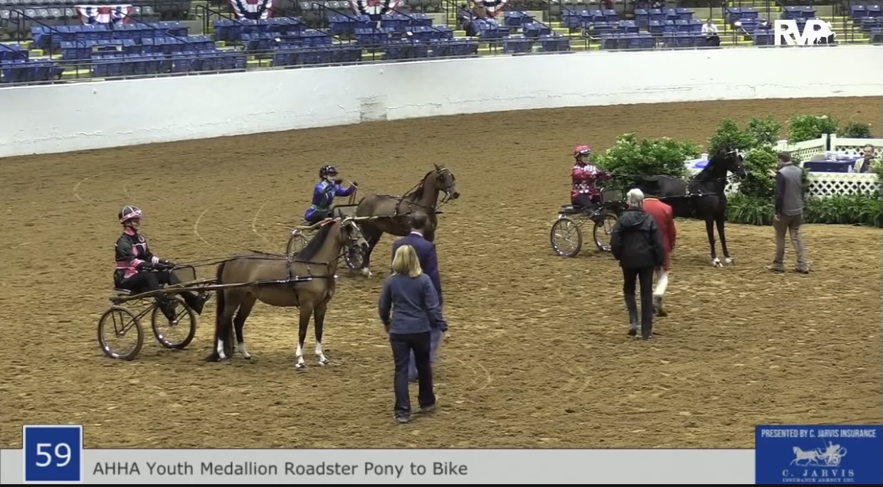 BB21 - Class 59 - AHHS Medallion Hackney Roadster Pony to Bike 