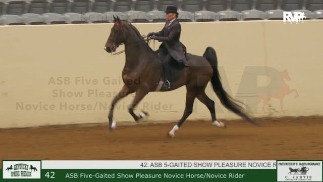 KYSP24 - Class 42 - ASB Five Gaited S...