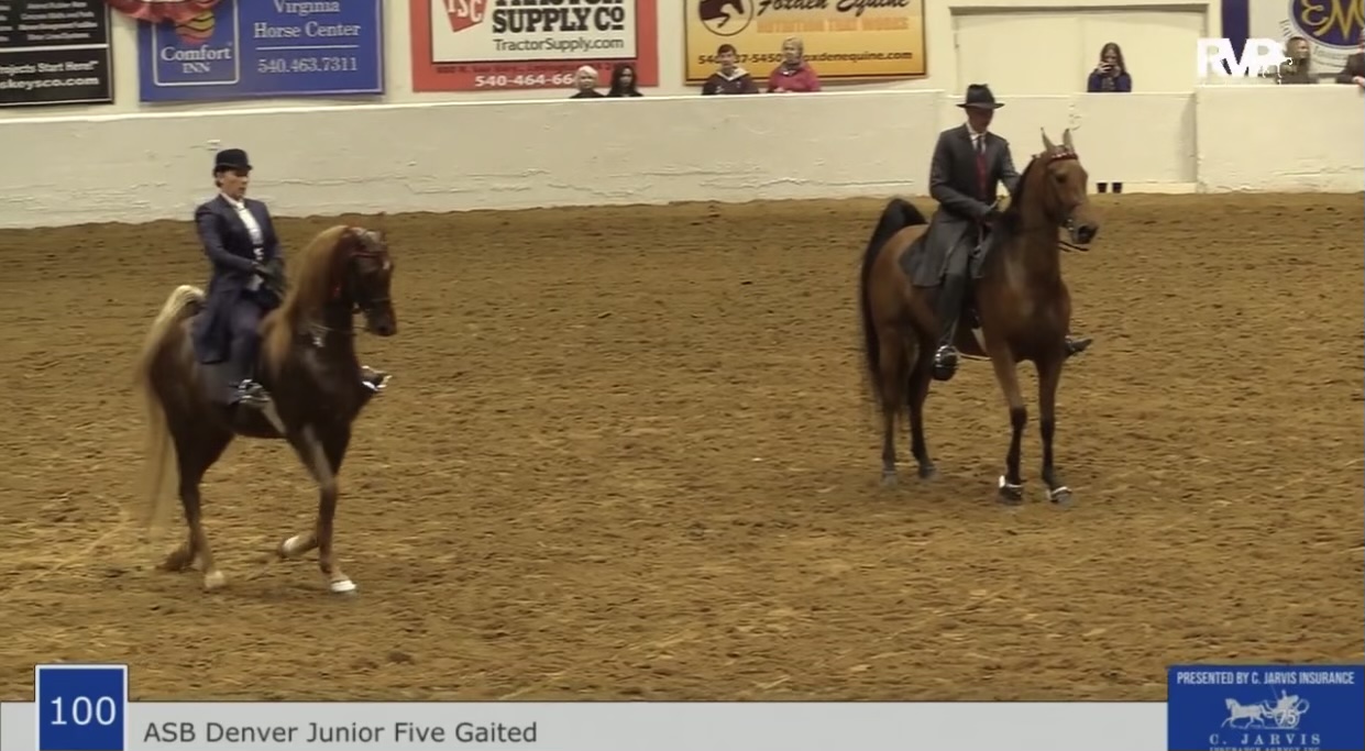 BB21 - Class 100 - ASB Denver Junior Five Gaited