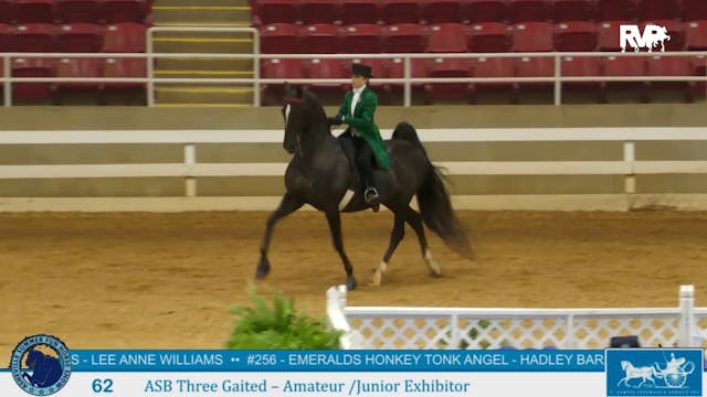 ASF24 - Class 62 - ASB Three Gaited A...