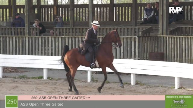 SB21 - Class 250 - ASB Open Three Gaited