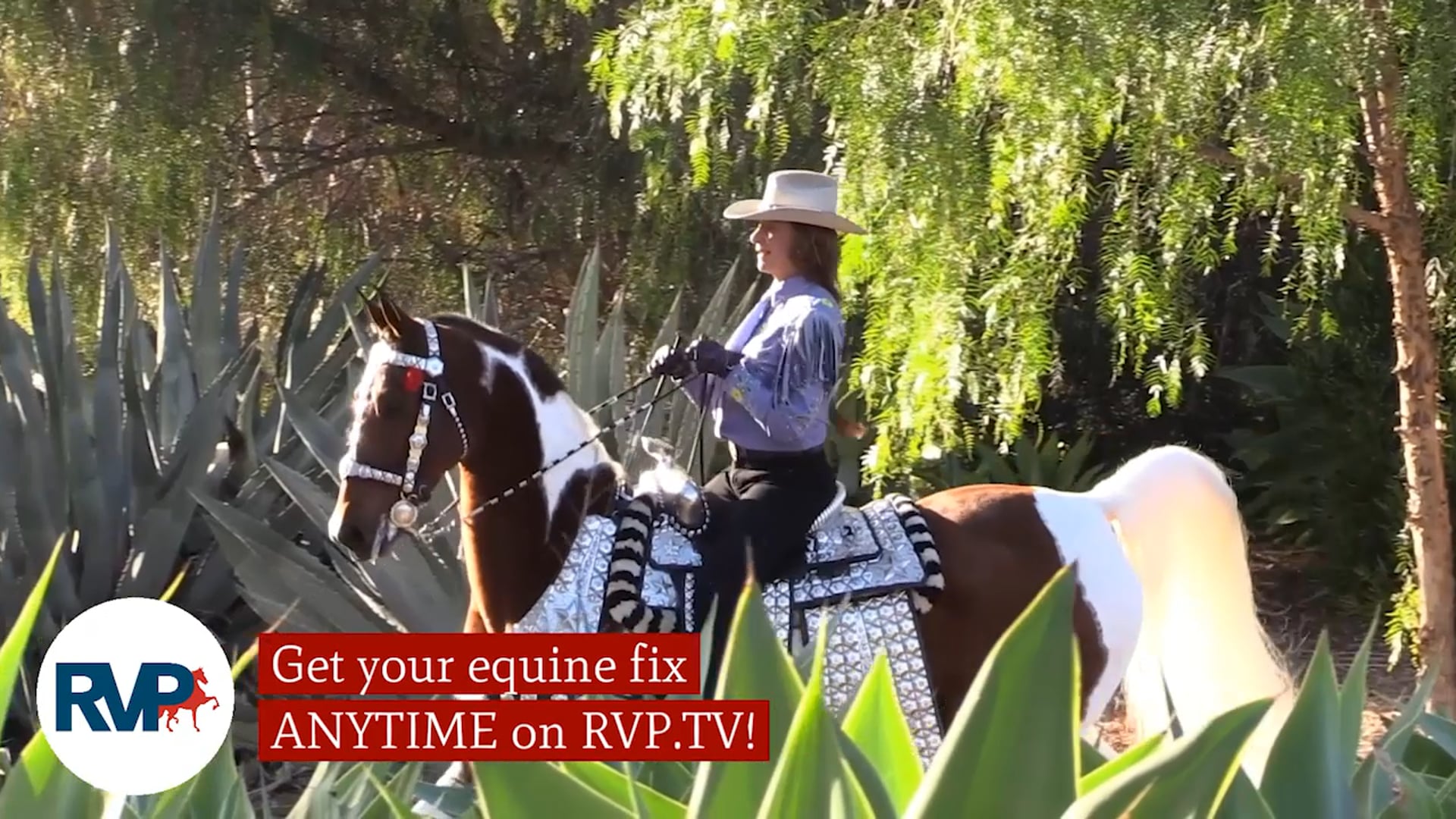 SS21 - Class 94 - Roadster Horse to Bike Open