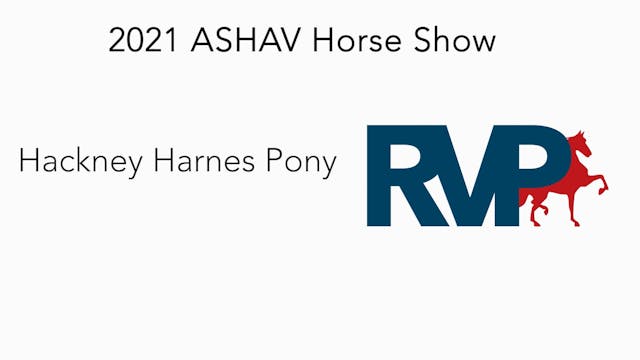 ASHAV21 - Class 32 - Hackney Harness ...