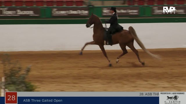 NCSC22 - Class 28 -  ASB Three Gaited...
