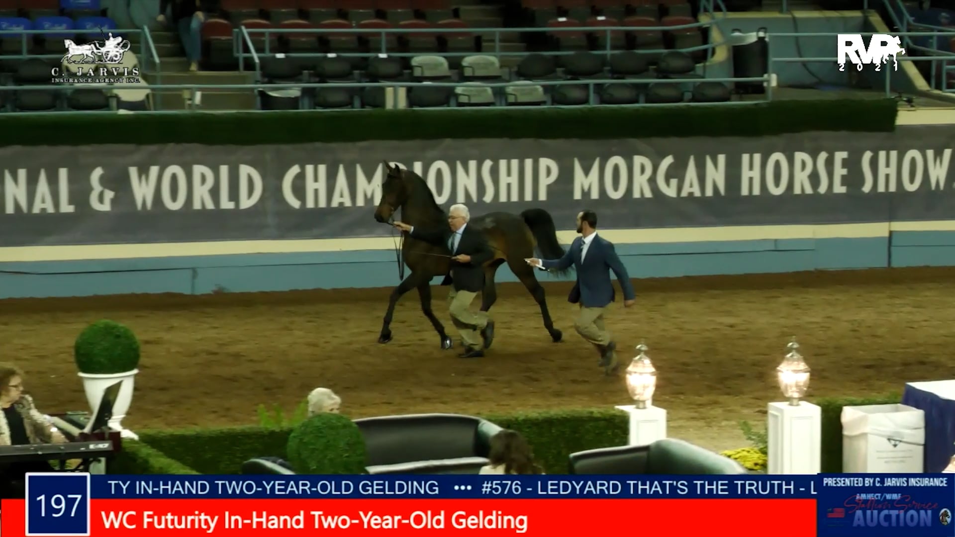 MGN21 - Class 197 - WC Futurity In-Hand Two-Year-Old Gelding