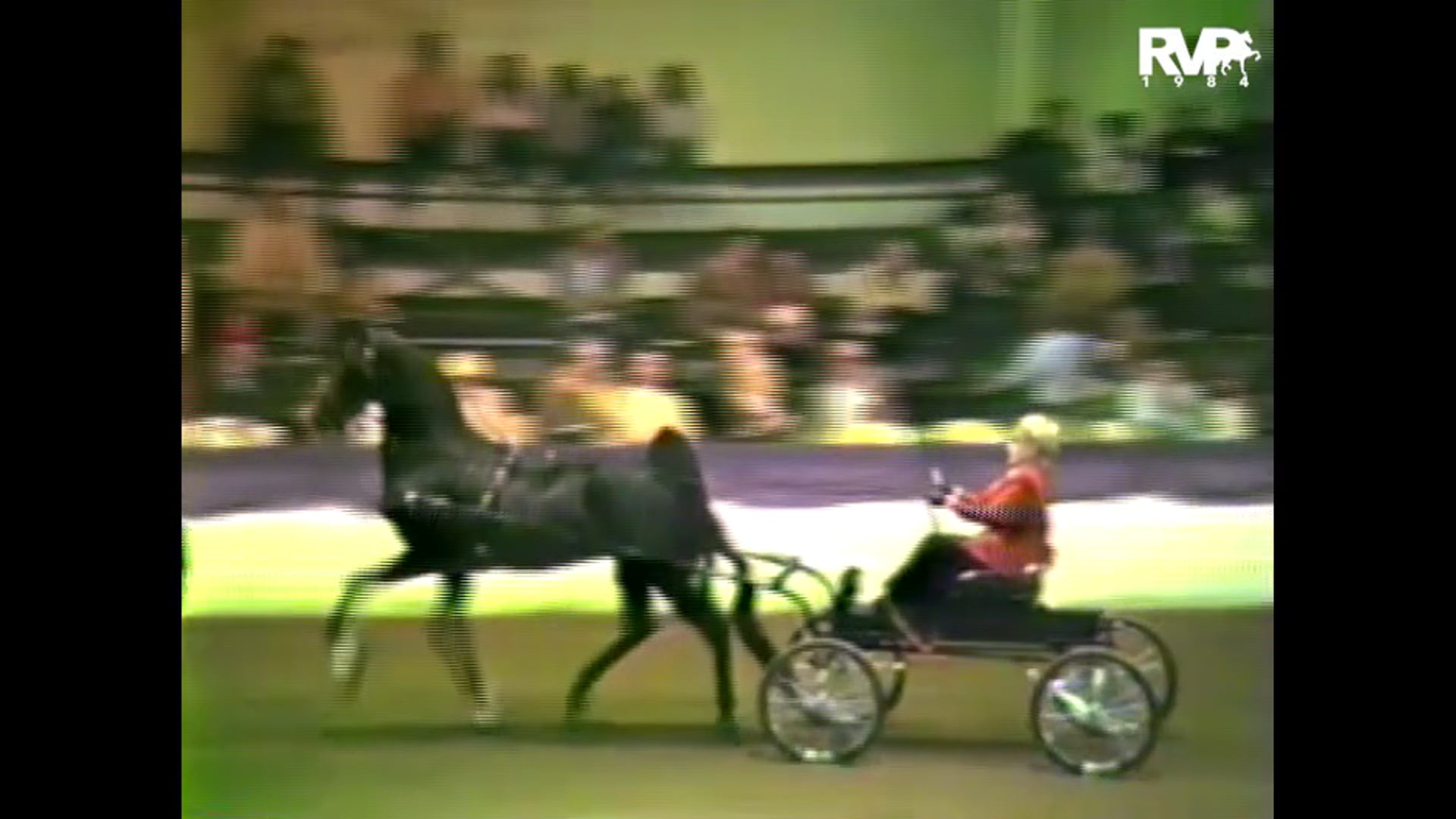1984 PA - Three Year Old Fine Harness - Sultan's Great Day and Donna Moore, whip