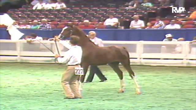 1992 WCHS Class 103 Yearling Breeders...