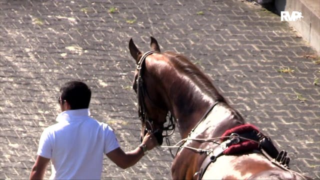 2019 Shenandoah Classic Horse Show - ...