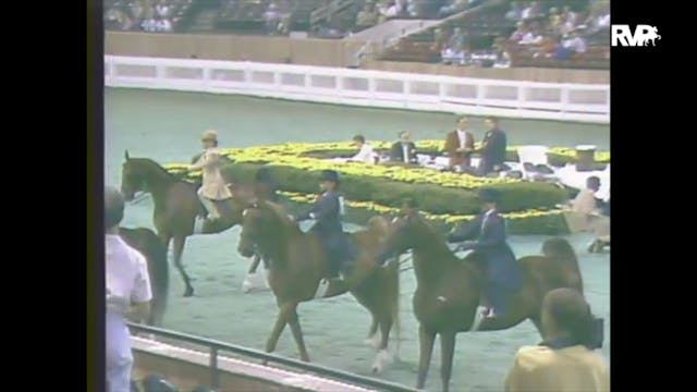 1988 WCHS Class 84 Equitation UPHA Wa...