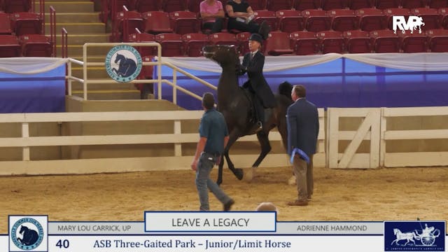 ASF25 - Class 40 - ASB Three Gaited P...