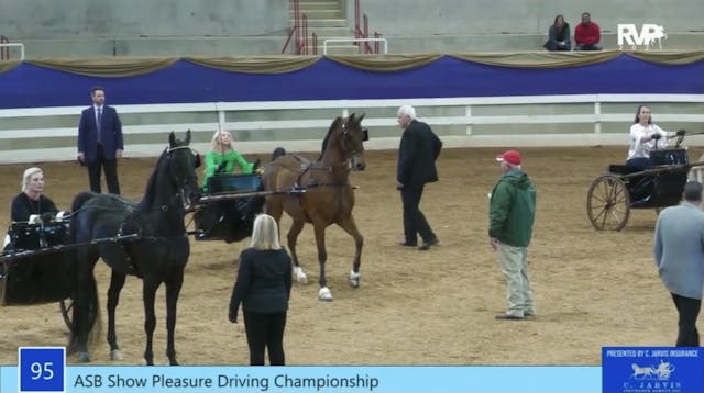 ASC21 - Class 95 - ASB Show Pleasure ...