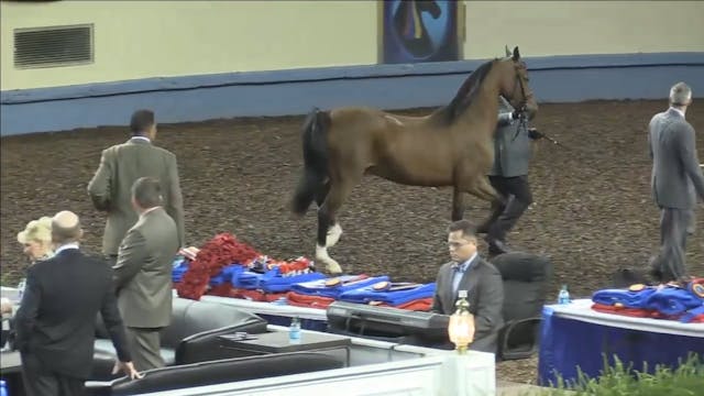 MGN15 - Main Coliseum - 10-10-15 9-00AM