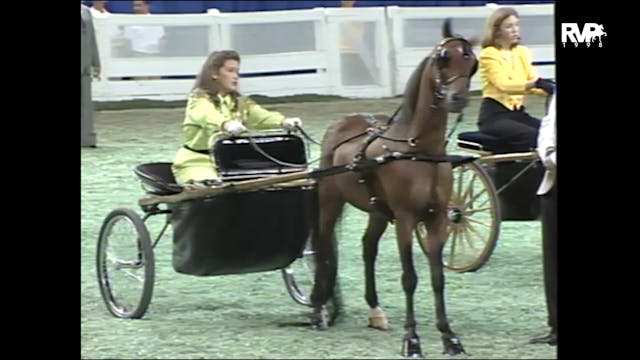 1998 WCHS - Class 130 Junior Exhibito...