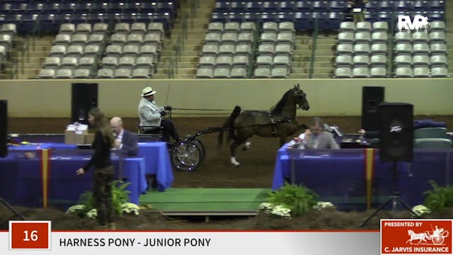 2020 SSFF - Class 16 Junior Harness Pony