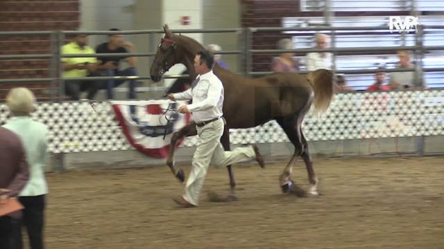 AAC22 - Class 11 - ASB Futurity of In...