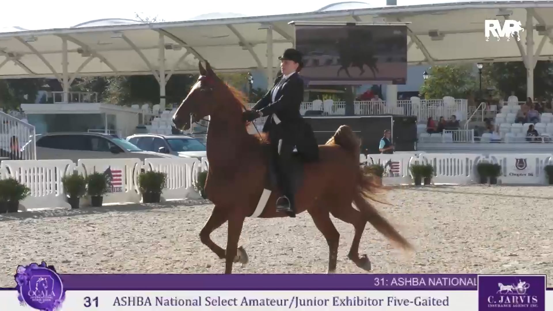 OI25 - Class 31 - ASHBA NSS Amateur:Junior Exhibitor Five Gaited