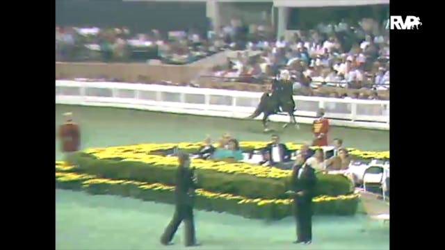 1988 WCHS Class 109 Five Gaited Geldi...