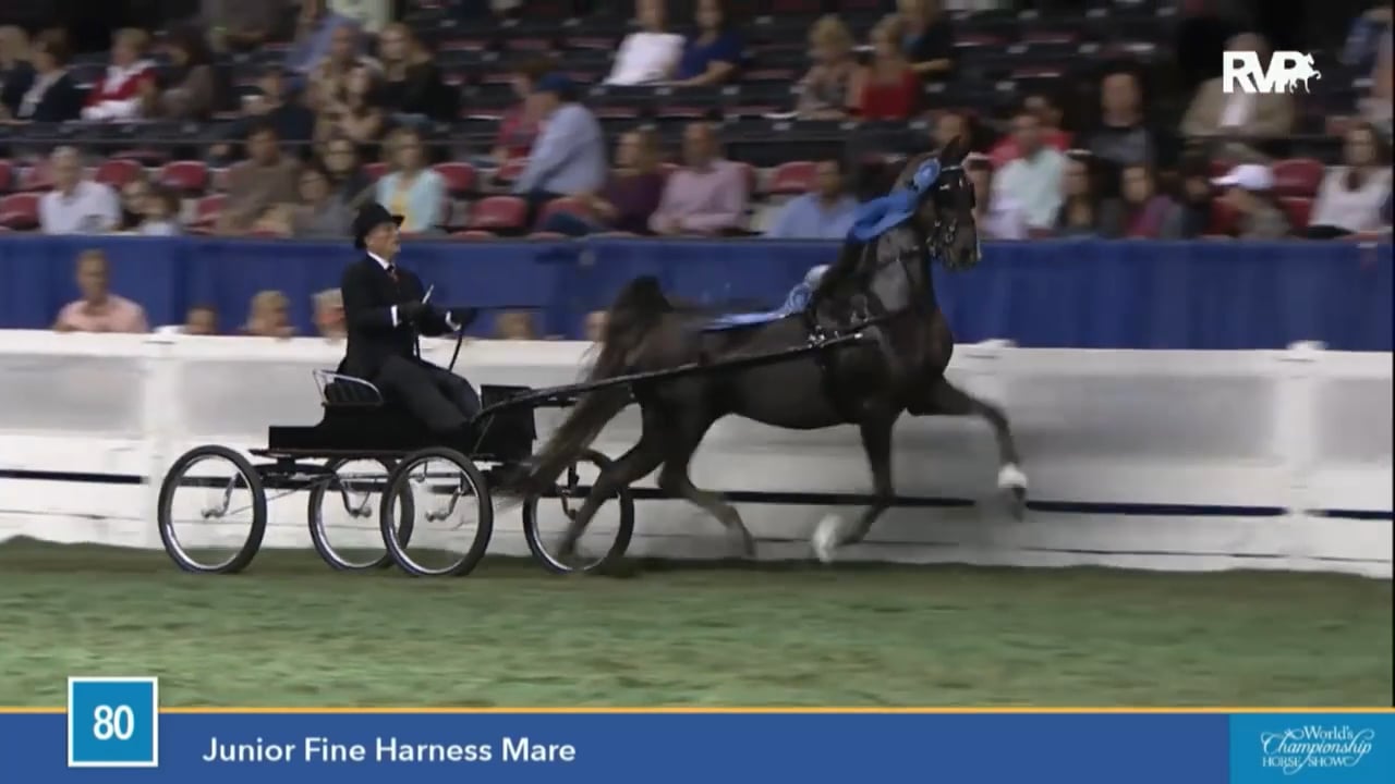 2015 World's Championship Horse Show - Saturday Morning