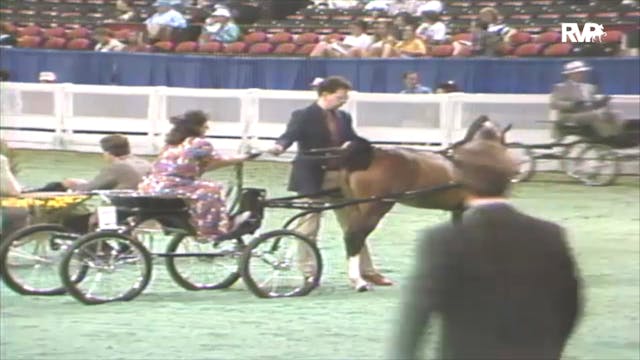 1992 WCHS Class 134 Junior Hackney Po...