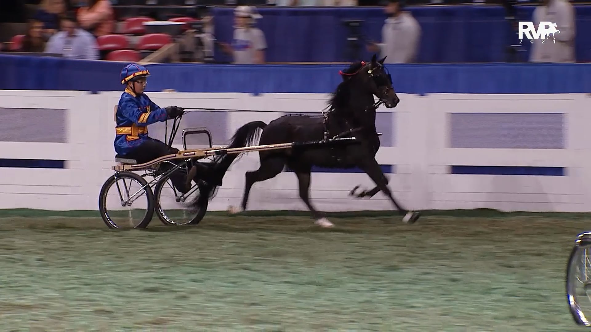 WCHS21 - Class 186 - Junior Exhibitor Roadster Pony Driver 13 Years Old & Under Championship