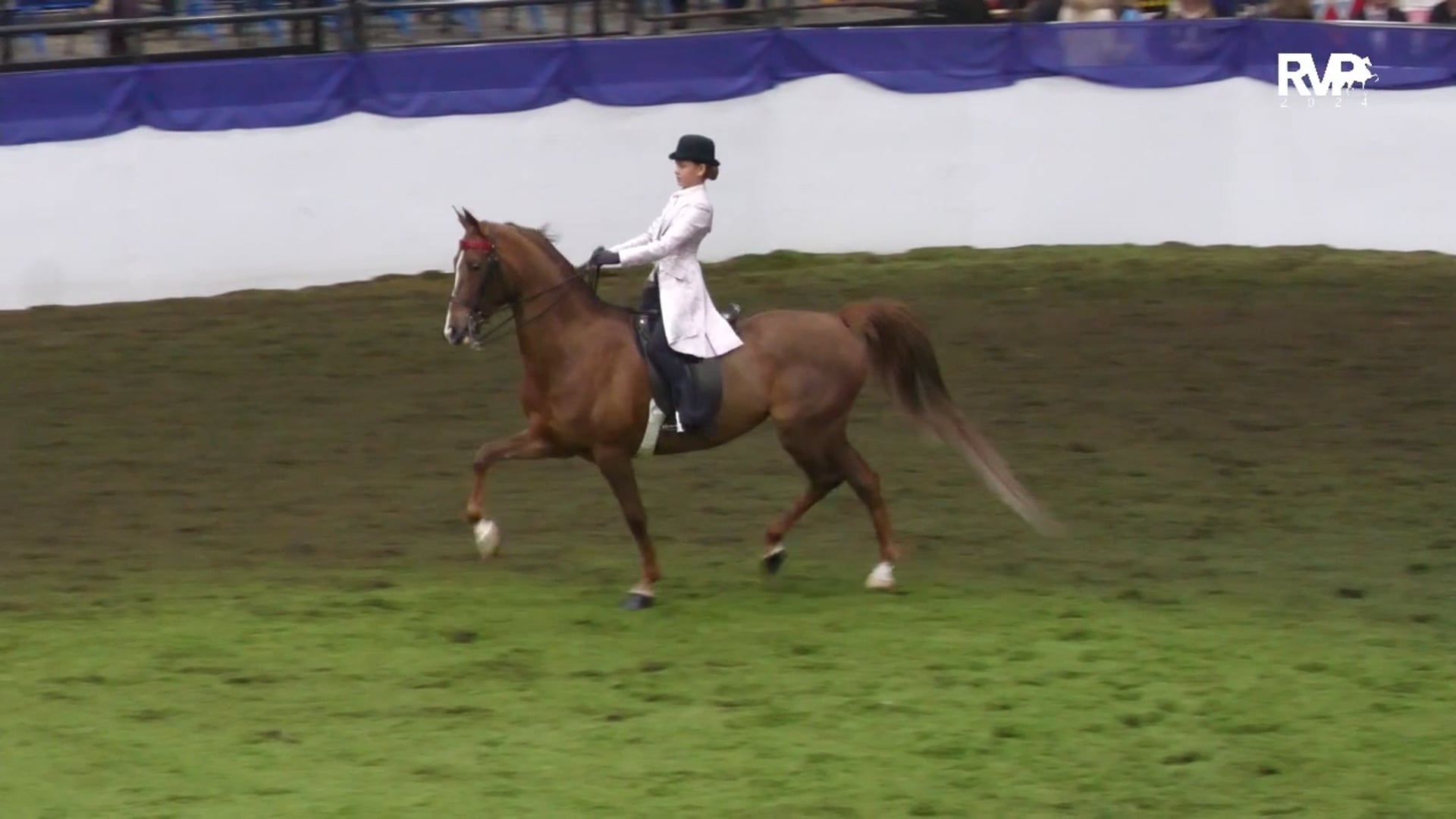 AR24 - Class 76 - Three Gaited Country Pleasure Jr Exhibitor 13 & Under