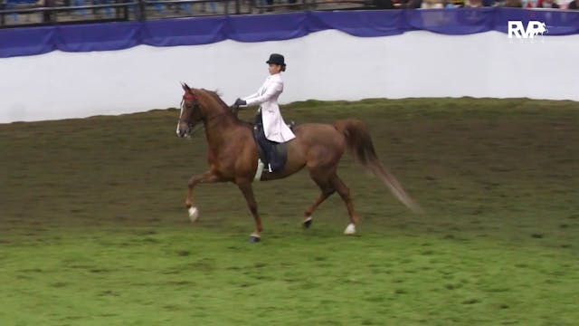 AR24 - Class 76 - Three Gaited Countr...