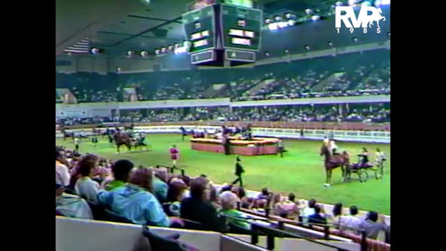 WCHS 1985 - Junior Fine Harness Stake...