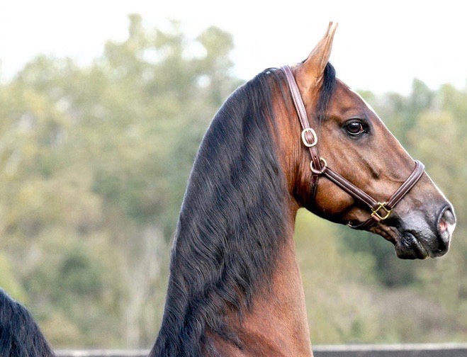 2018 All American Cup Auction