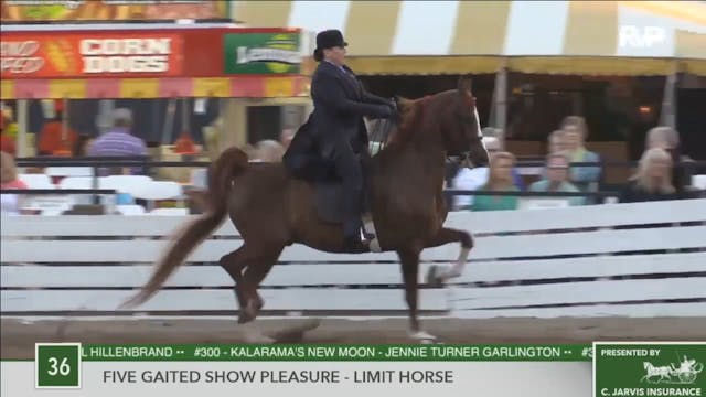 2016 RC - Class 36 Five Gaited Show P...
