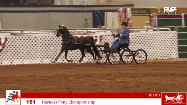 AAC24 - Class 161 - Harness Pony Cham...