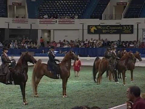 2008 WCHS Class 106 Amateur Five Gait...