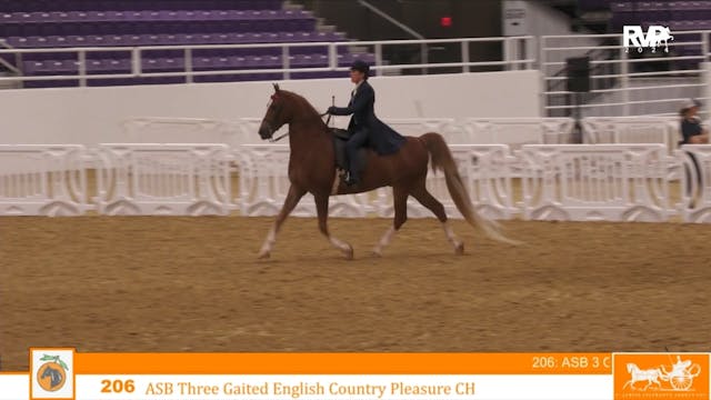 CC24 - Class 206 - ASB Three Gaited E...