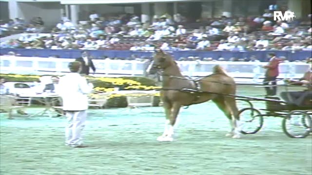 1991 WCHS Class 158 Three Year Old Fi...