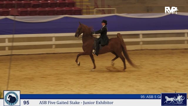 ASF25 - Class 95 - ASB Five Gaited St...