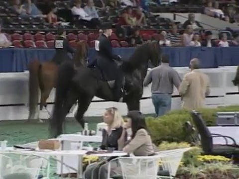 2008 WCHS Class 19 Adult Three Gaited...