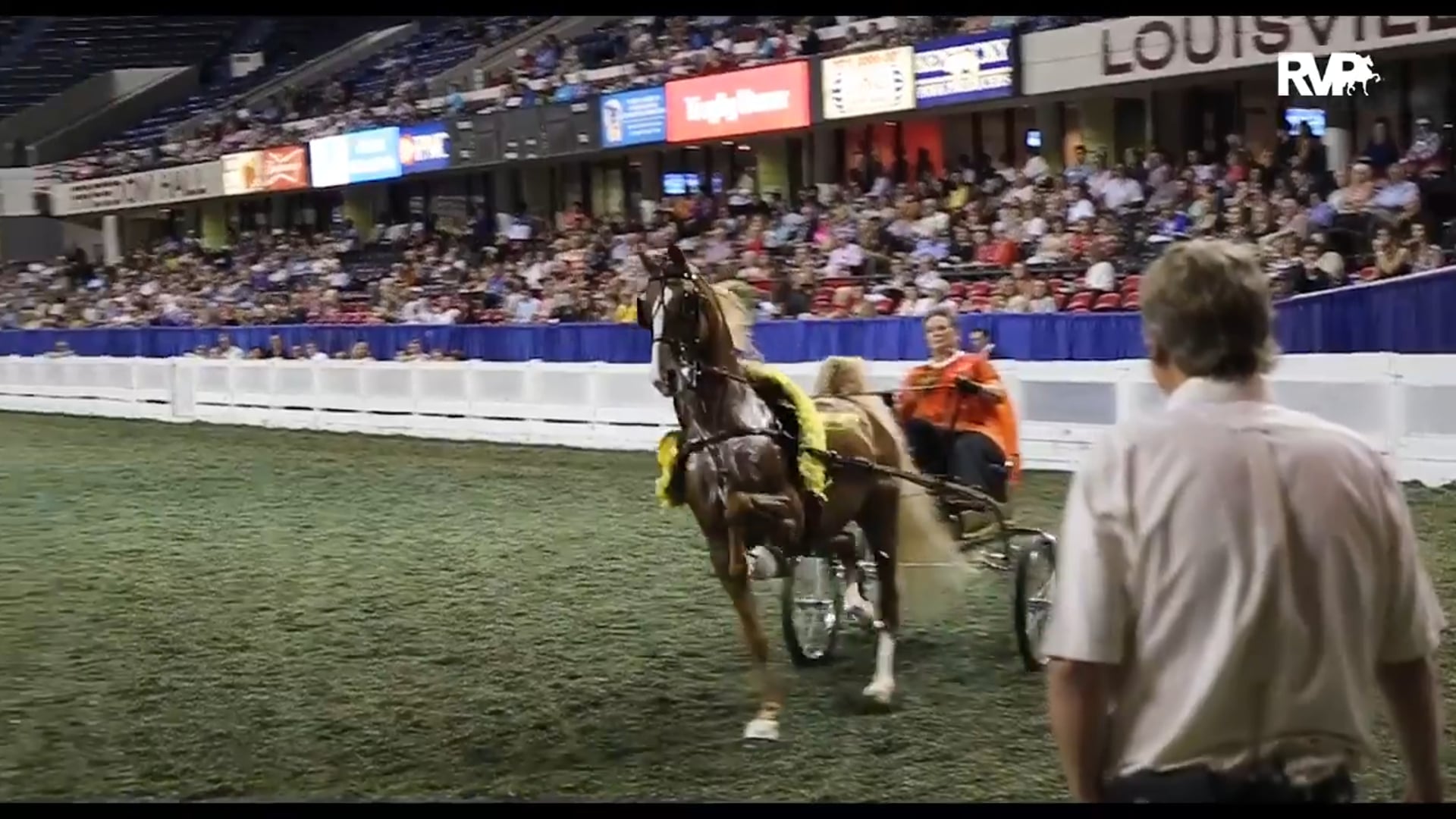 WCHS16 - CH Our Brillant Belle - Championship 