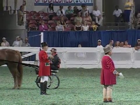 2008 WCHS Class 58 Road Horse Stallio...