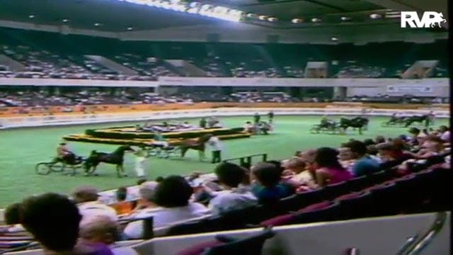 1986 WCHS Class 44 Harness Pony Mares