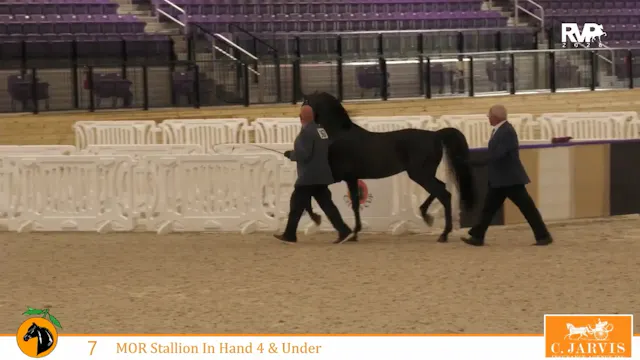 CC26 - Class 7 - Morgan Stallion in H...