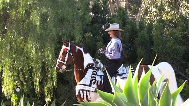 ASC14 - Fine Harness Open - Trust My ...