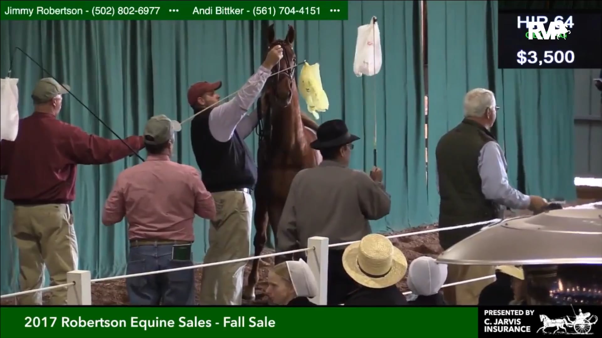 Superior Morgan Horse Sale