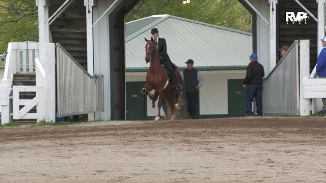 DC24 - Class 83 - Three Gaited Park S...