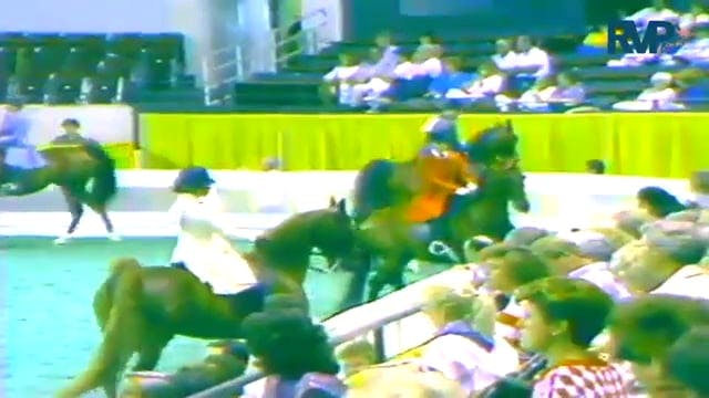 1987 WCHS Class 14 Five Gaited Pleasu...